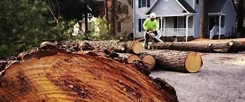 How Our Tree Care Process Works  in  Fairfield, TX