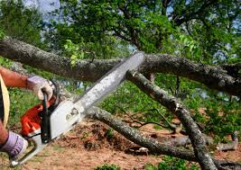 Best Tree Health Inspection  in Fairfield, TX