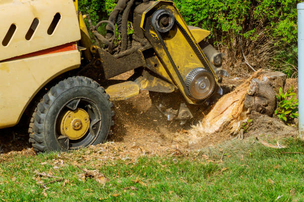 Best Grass Overseeding  in Fairfield, TX